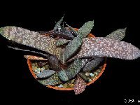 Gasteria doreeniae Swart Waterpoort, RSA ©JLcoll.4708.JPG